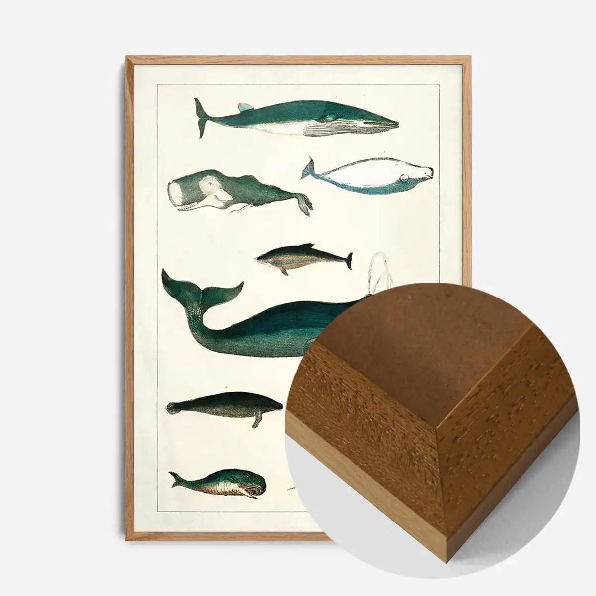 Vintage Whales Poster