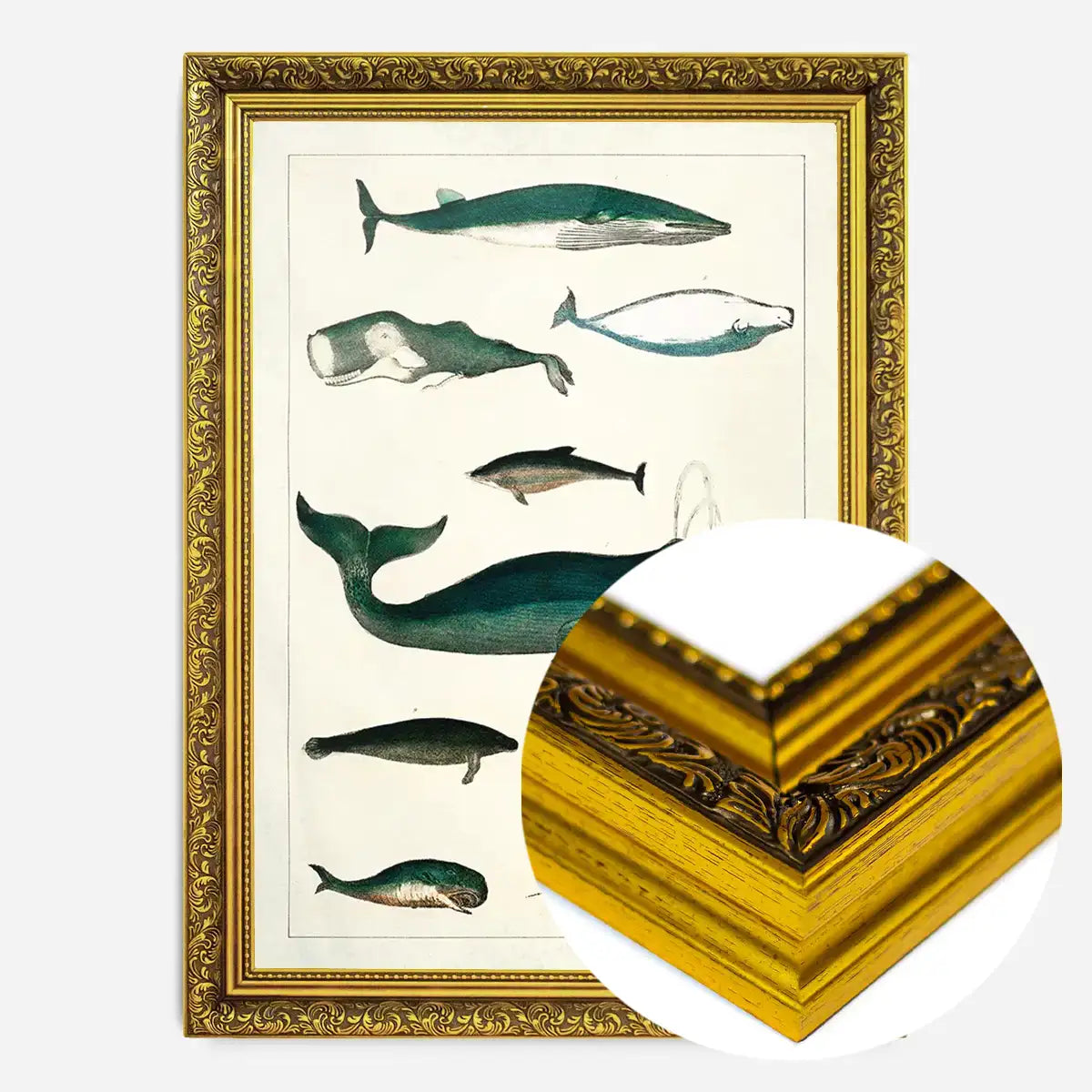 Vintage Whales Poster