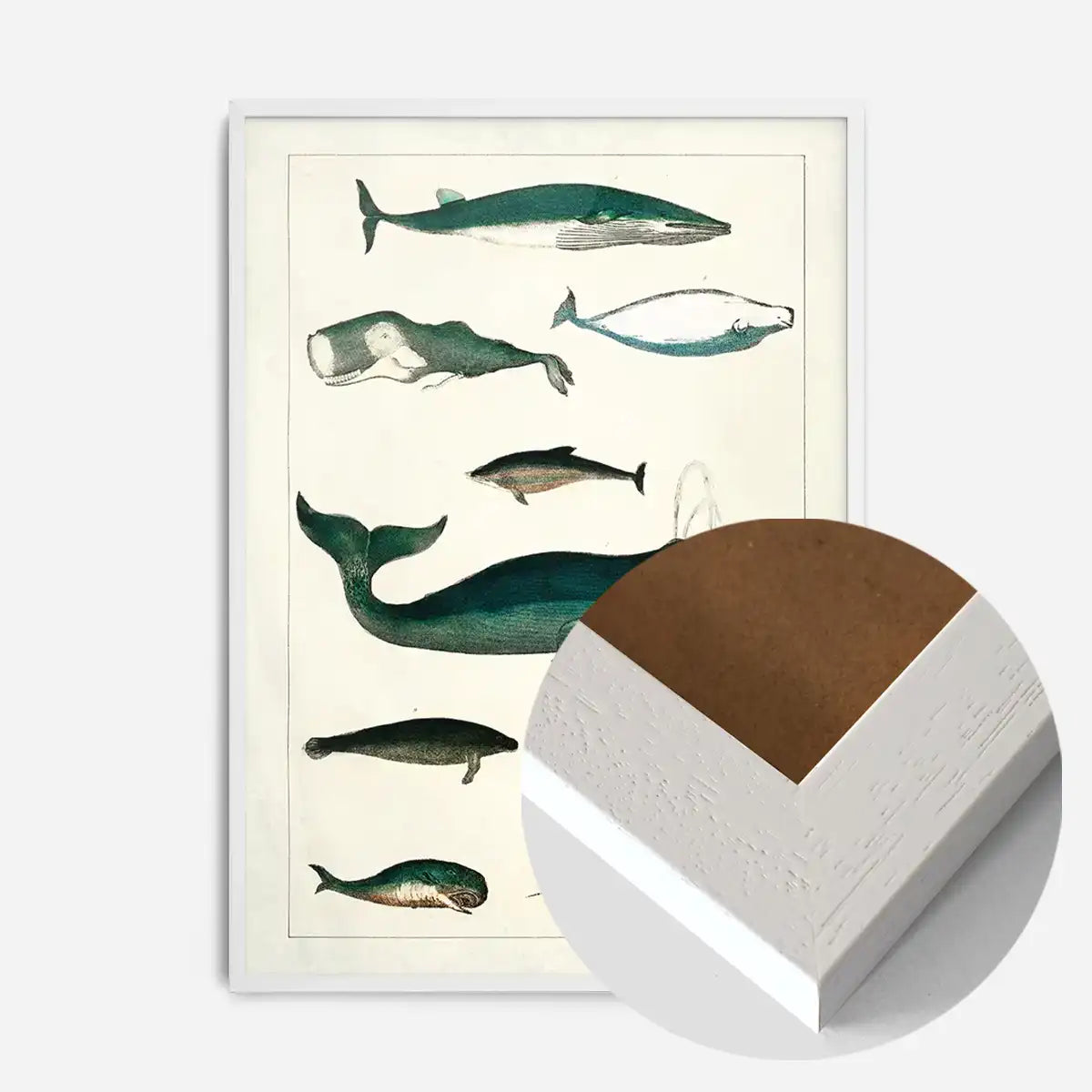 Vintage Whales Poster