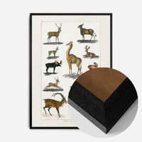 Collection of animals with antlers by Oliver goldsmith vintage poster