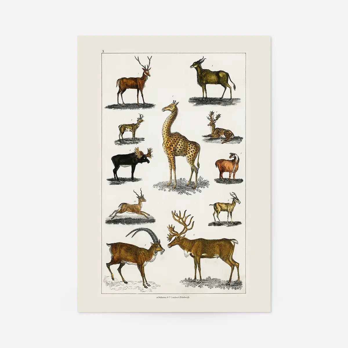 Collection of animals with antlers by Oliver goldsmith vintage poster
