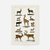 Collection of animals with antlers by Oliver goldsmith vintage poster