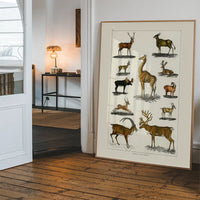 Collection of animals with antlers by Oliver goldsmith vintage poster