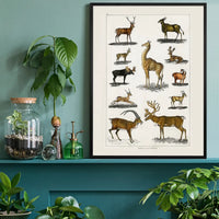 Collection of animals with antlers by Oliver goldsmith vintage poster