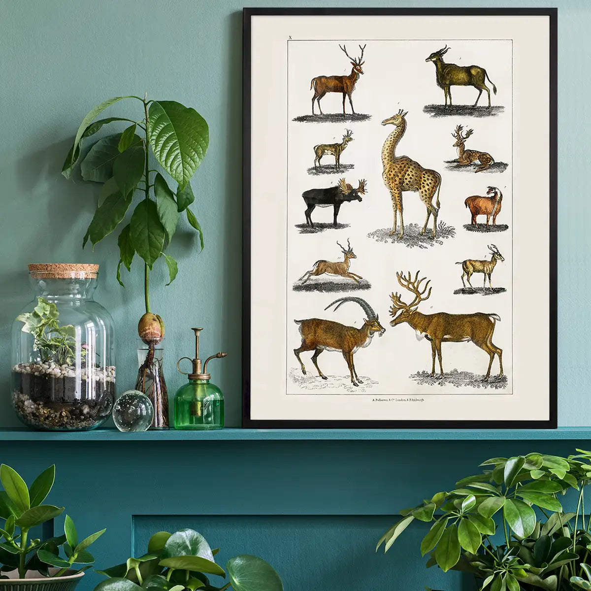 Collection of animals with antlers by Oliver goldsmith vintage poster