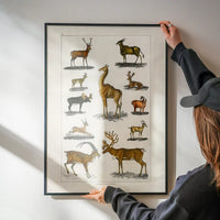 Collection of animals with antlers by Oliver goldsmith vintage poster