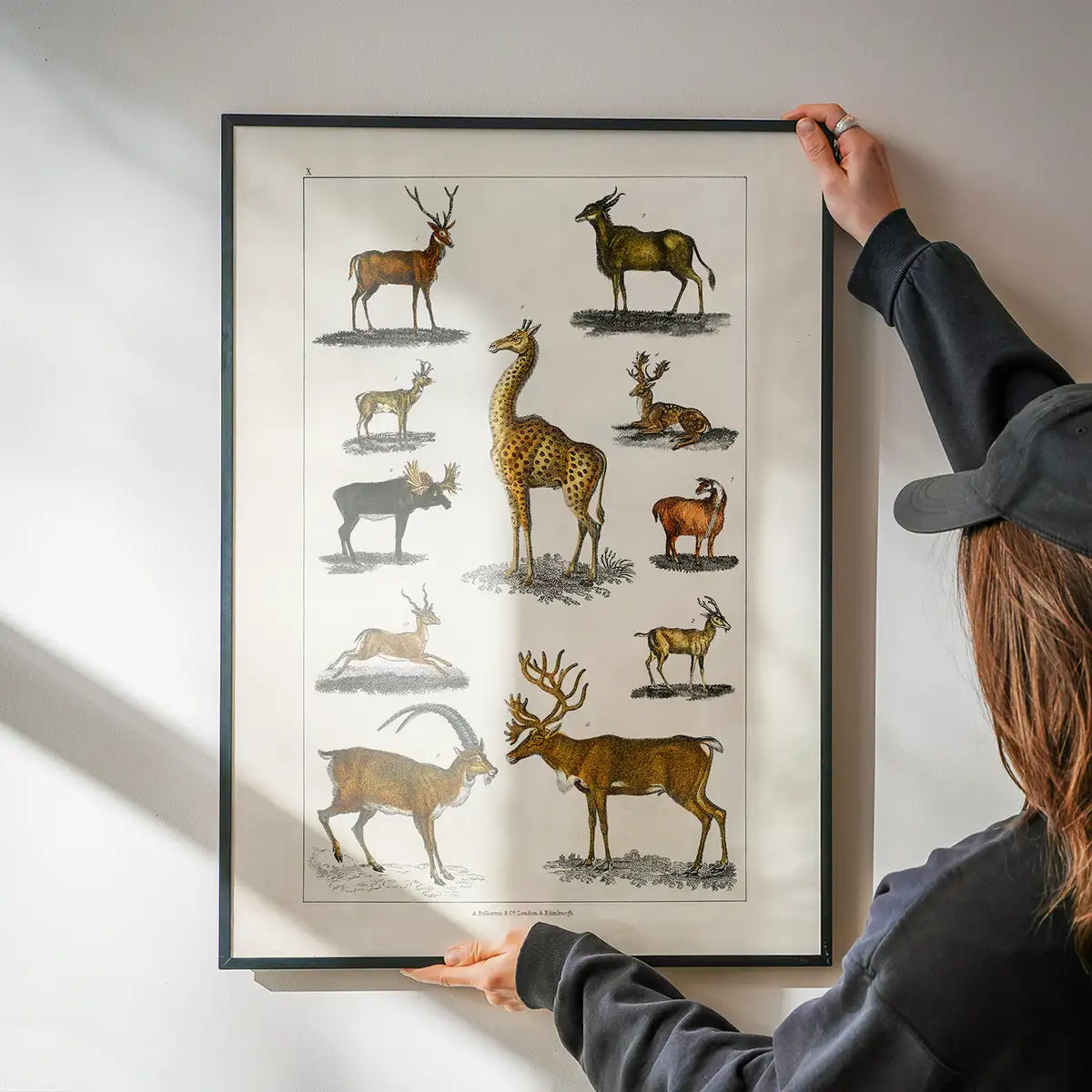 Collection of animals with antlers by Oliver goldsmith vintage poster
