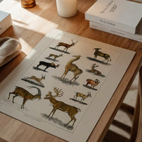 Collection of animals with antlers by Oliver goldsmith vintage poster