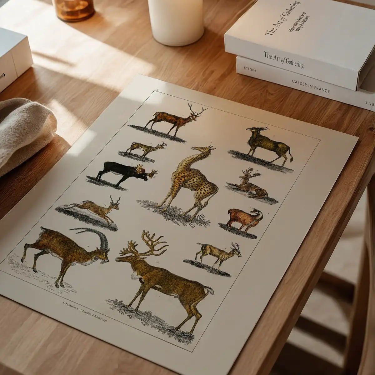 Collection of animals with antlers by Oliver goldsmith vintage poster