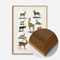 Collection of animals with antlers by Oliver goldsmith vintage poster