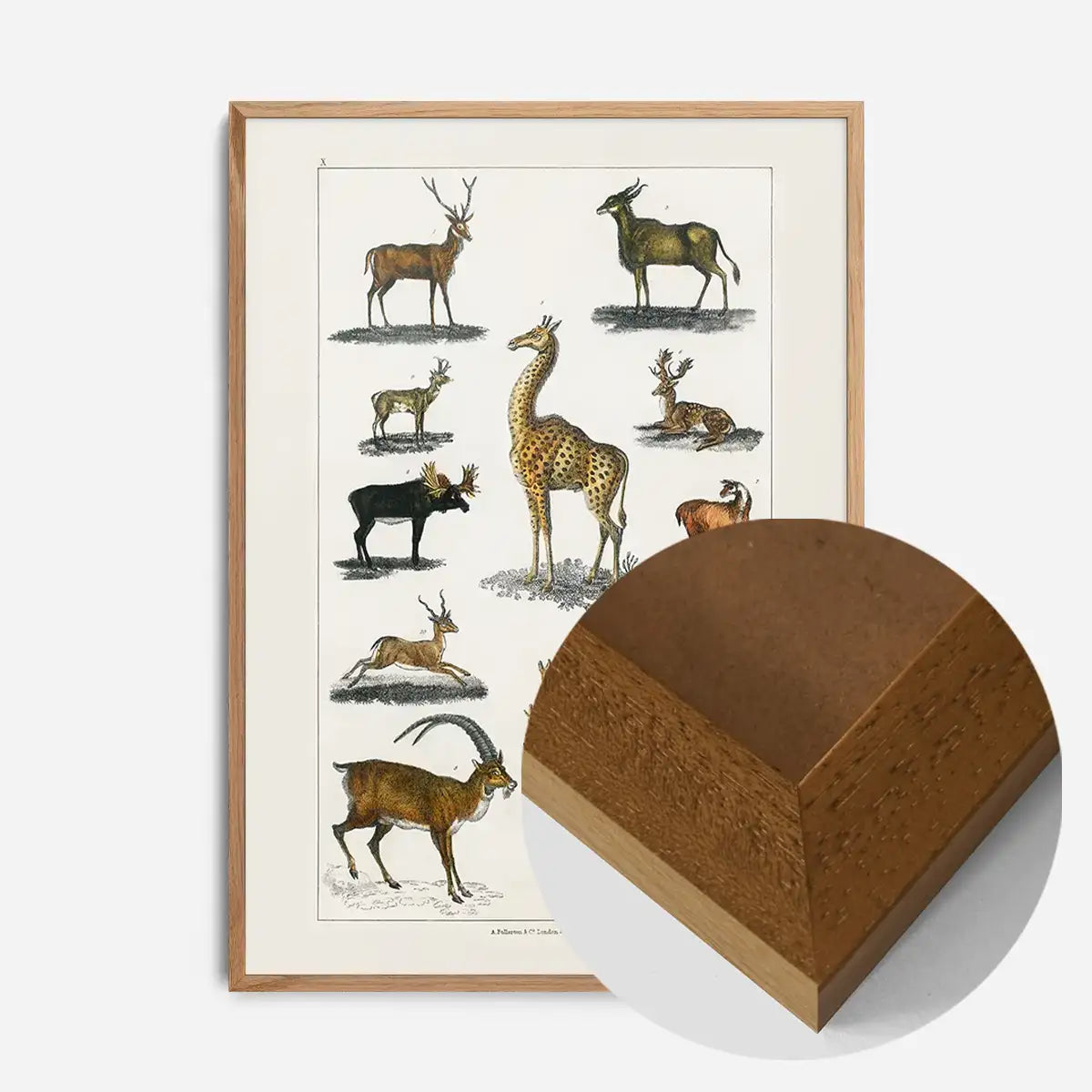 Collection of animals with antlers by Oliver goldsmith vintage poster