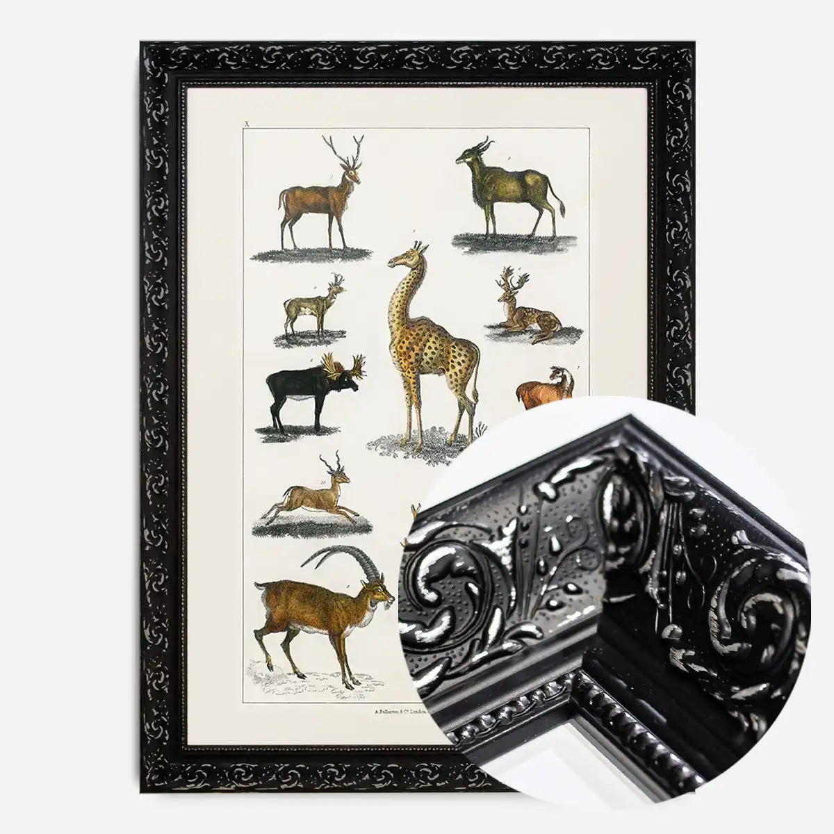 Collection of animals with antlers by Oliver goldsmith vintage poster