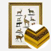 Collection of animals with antlers by Oliver goldsmith vintage poster