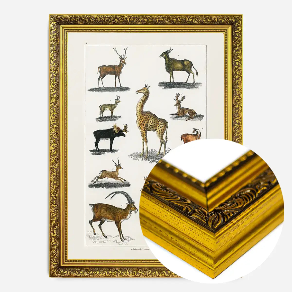 Collection of animals with antlers by Oliver goldsmith vintage poster