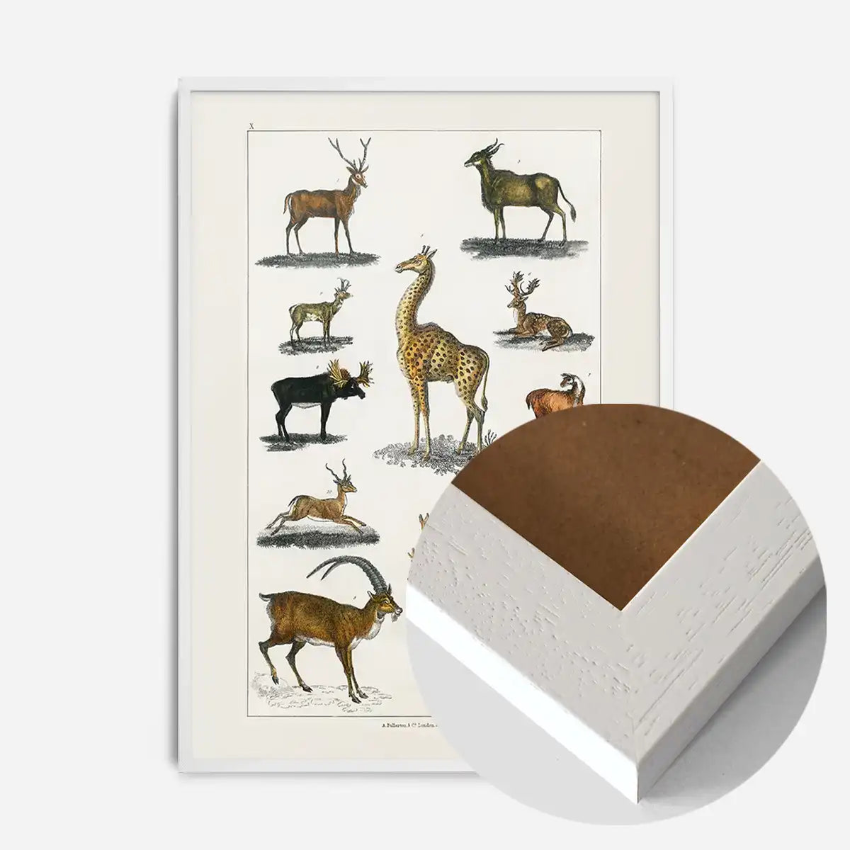 Collection of animals with antlers by Oliver goldsmith vintage poster