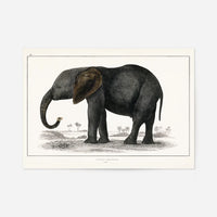 Vintage Dark Grey Elephant 1848 by Oliver Goldsmith