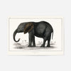Vintage Dark Grey Elephant 1848 by Oliver Goldsmith