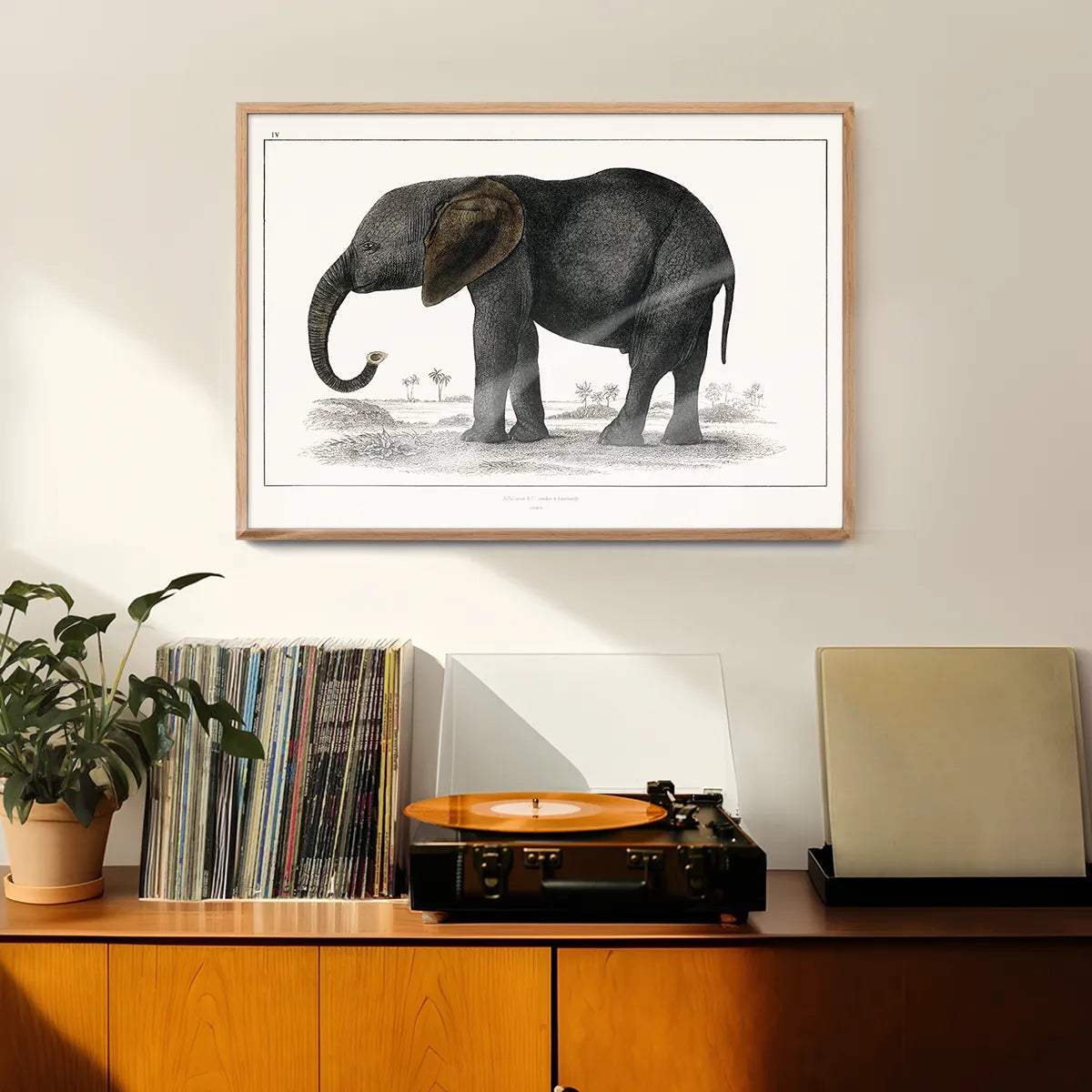Vintage Dark Grey Elephant 1848 by Oliver Goldsmith