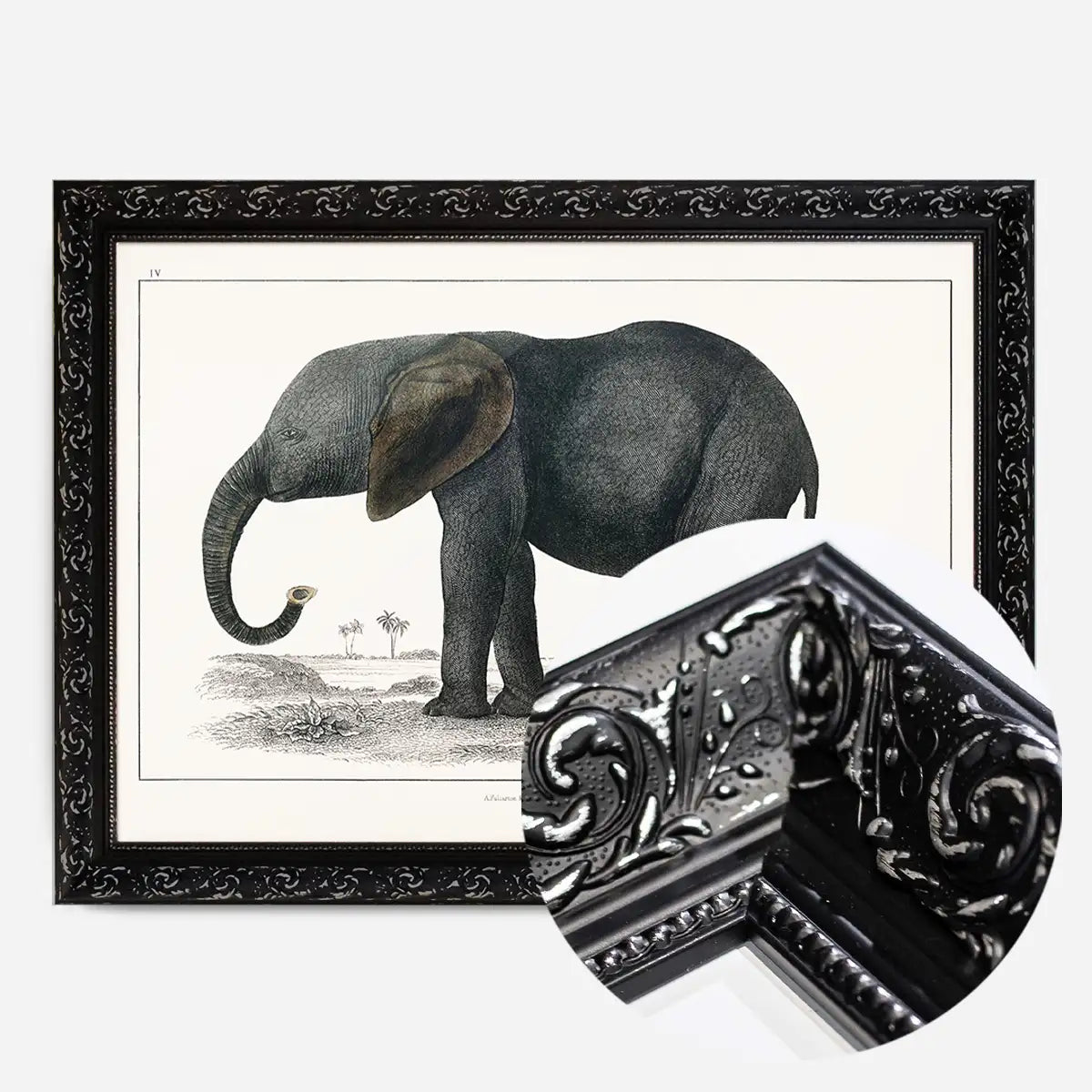 Vintage Dark Grey Elephant 1848 by Oliver Goldsmith