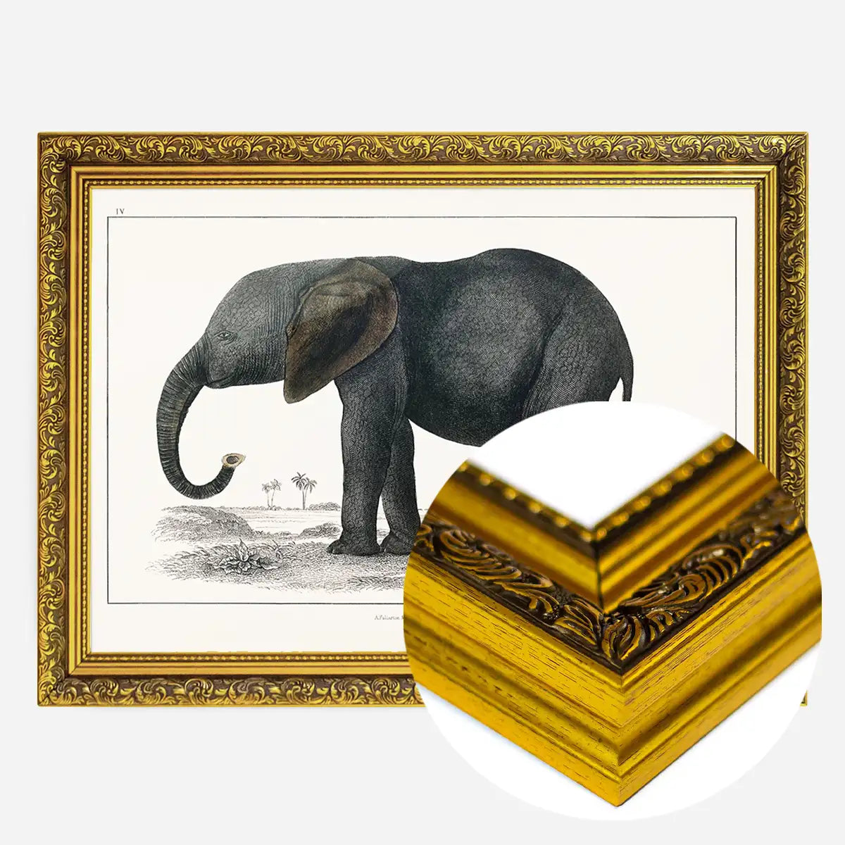 Vintage Dark Grey Elephant 1848 by Oliver Goldsmith