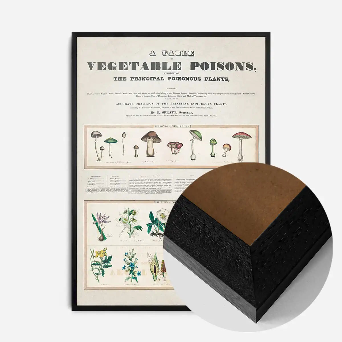 Table of vegetable poisons vintage chart
