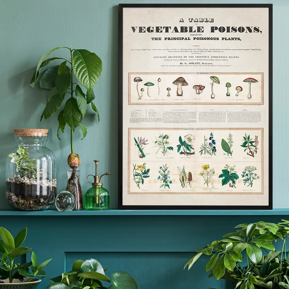 Table of vegetable poisons vintage chart
