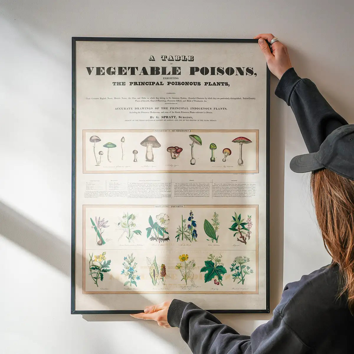 Table of vegetable poisons vintage chart
