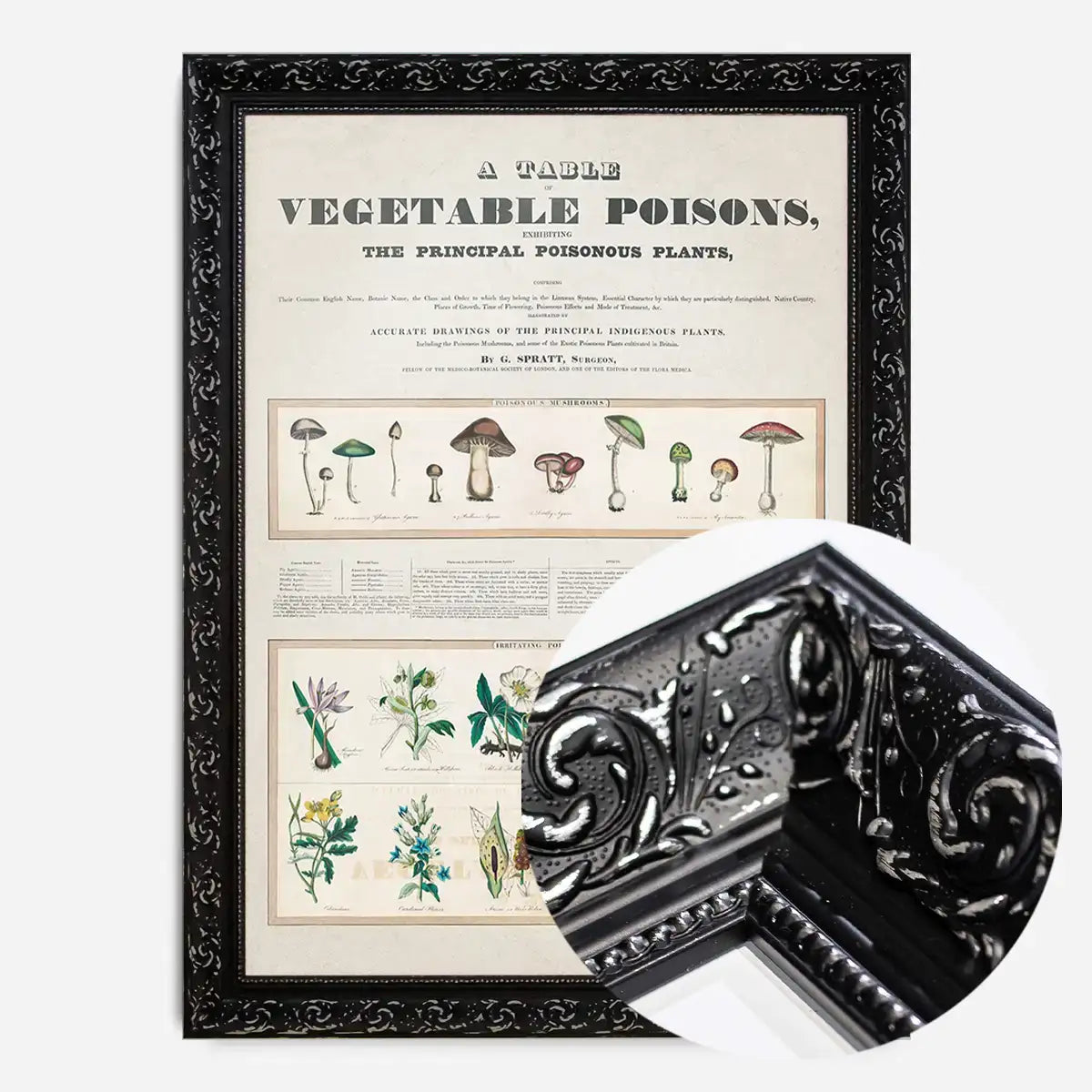 Table of vegetable poisons vintage chart