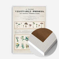 Table of vegetable poisons vintage chart