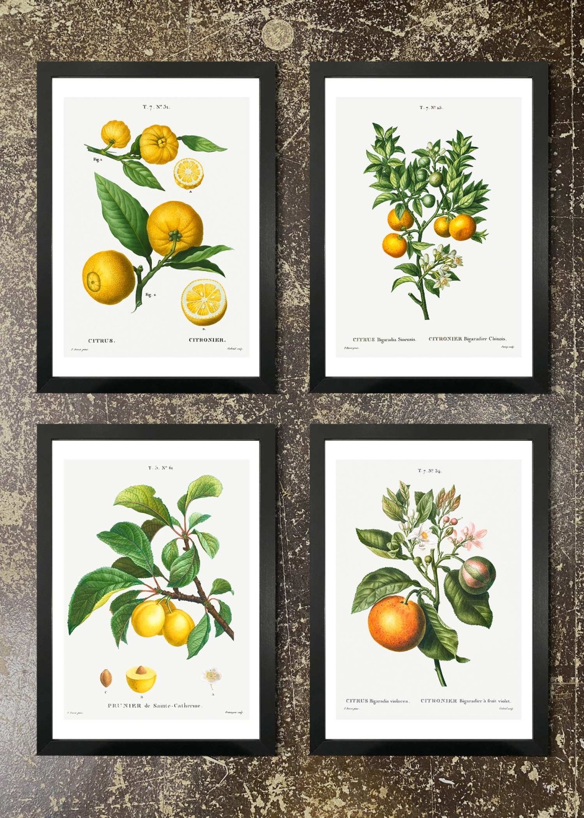 4 Prints & Frames - Citrus Branches