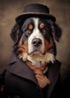 Bernese Mountain Dog Portrait Print