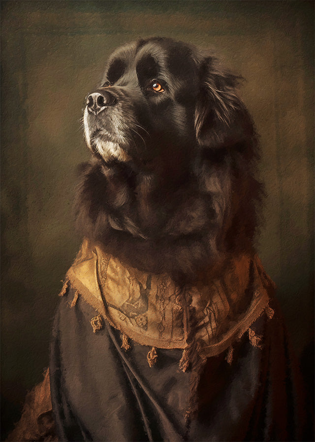 Newfoundland Dog Portrait Print