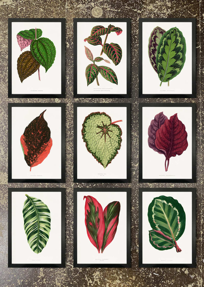 9 Prints & Frames - Botanical Leaves 08