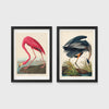 Set of 2 framed prints, Audubon-style vintage bird illustrations: a flamingo bending to feed; and a blue heron wading and feeding — unframed