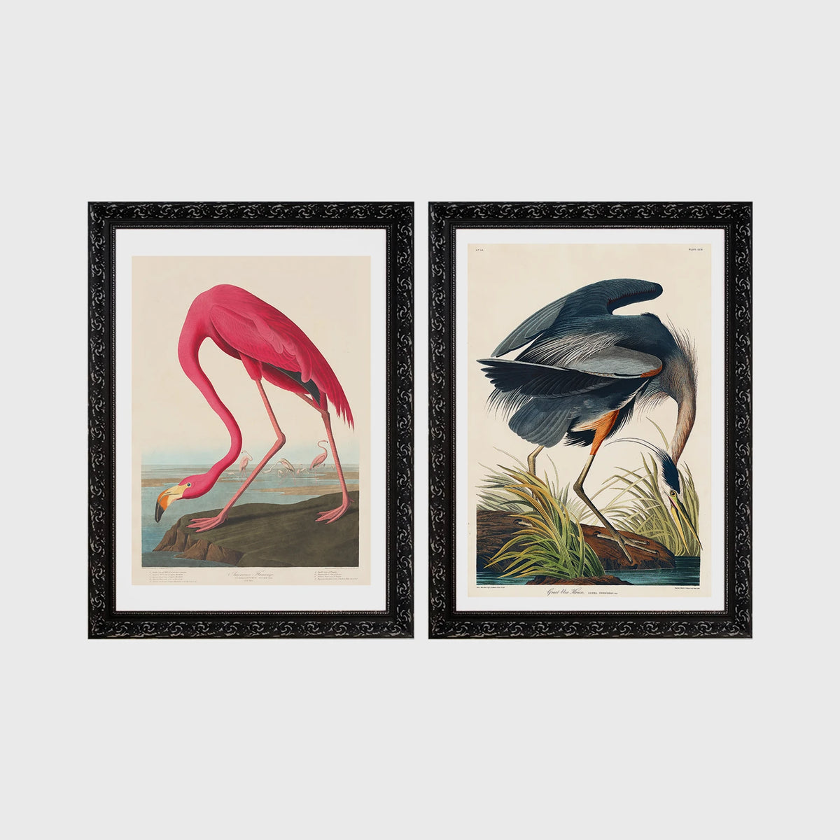 Set of 2 framed prints, Audubon-style vintage bird illustrations: a flamingo bending to feed; and a blue heron wading and feeding — unframed