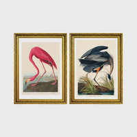 Set of 2 framed prints, Audubon-style vintage bird illustrations: a flamingo bending to feed; and a blue heron wading and feeding — unframed