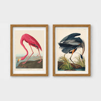 Set of 2 framed prints, Audubon-style vintage bird illustrations: a flamingo bending to feed; and a blue heron wading and feeding — unframed