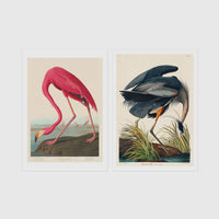 Set of 2 framed prints, Audubon-style vintage bird illustrations: a flamingo bending to feed; and a blue heron wading and feeding — unframed