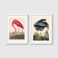 Set of 2 framed prints, Audubon-style vintage bird illustrations: a flamingo bending to feed; and a blue heron wading and feeding — unframed