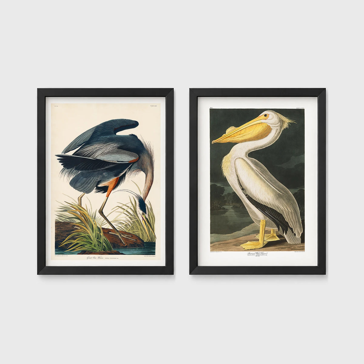 Set of 2 framed prints, Audubon-style vintage bird illustrations: a blue heron wading and feeding; and a white pelican — unframed