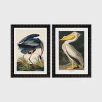 Set of 2 framed prints, Audubon-style vintage bird illustrations: a blue heron wading and feeding; and a white pelican — unframed