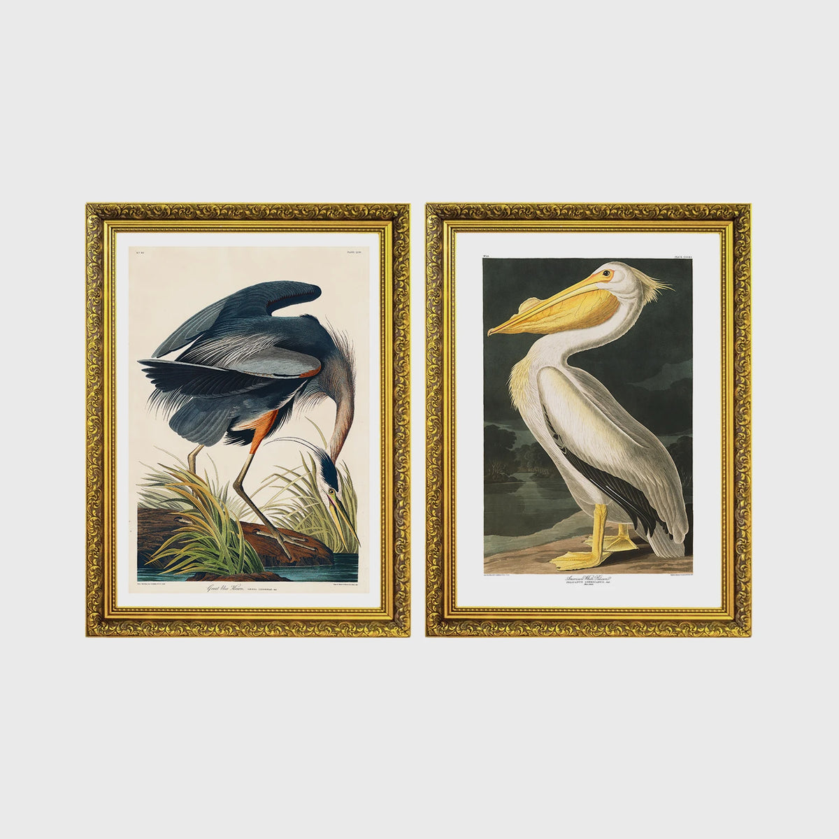 Set of 2 framed prints, Audubon-style vintage bird illustrations: a blue heron wading and feeding; and a white pelican — unframed