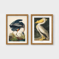 Set of 2 framed prints, Audubon-style vintage bird illustrations: a blue heron wading and feeding; and a white pelican — unframed
