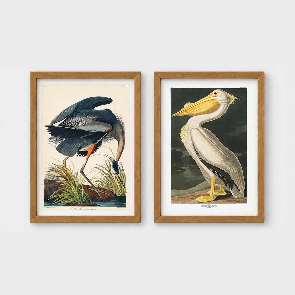 Set of 2 framed prints, Audubon-style vintage bird illustrations: a blue heron wading and feeding; and a white pelican — unframed