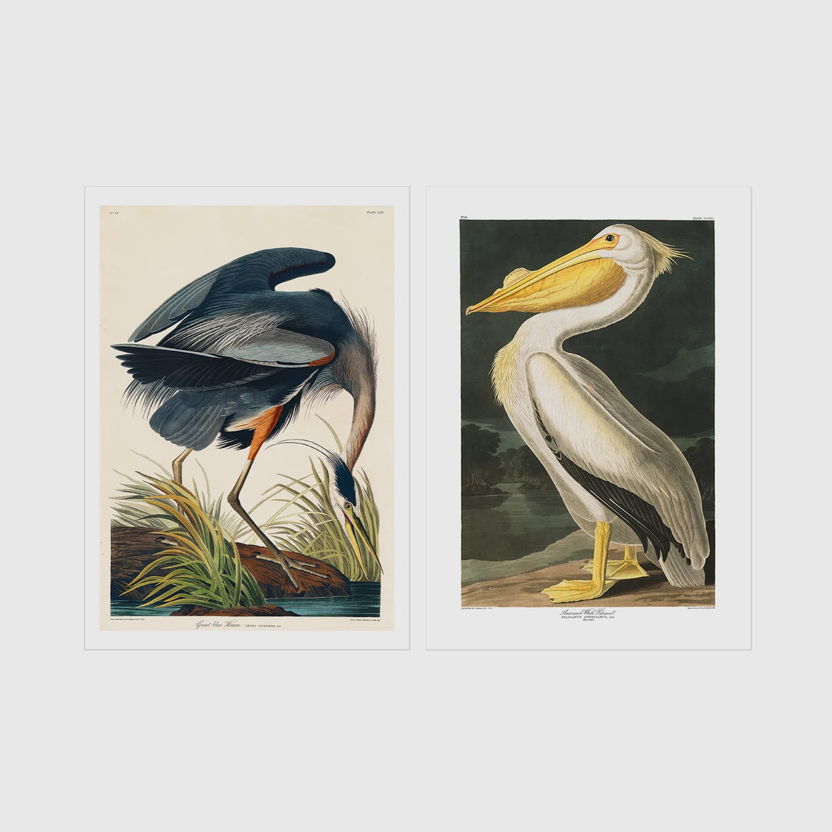 Set of 2 framed prints, Audubon-style vintage bird illustrations: a blue heron wading and feeding; and a white pelican — unframed