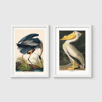 Set of 2 framed prints, Audubon-style vintage bird illustrations: a blue heron wading and feeding; and a white pelican — unframed