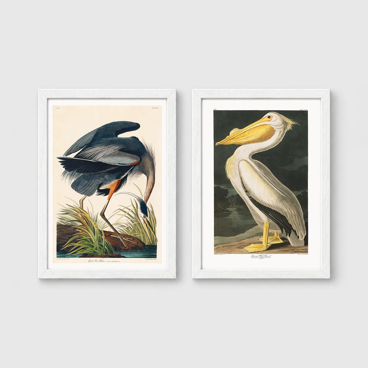 Set of 2 framed prints, Audubon-style vintage bird illustrations: a blue heron wading and feeding; and a white pelican — unframed