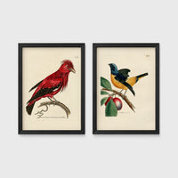 Set of 2 framed prints, antique naturalist bird illustrations: a red chatterer perched on a branch; and a blue and yellow manakin on a fruiting branch — unframed