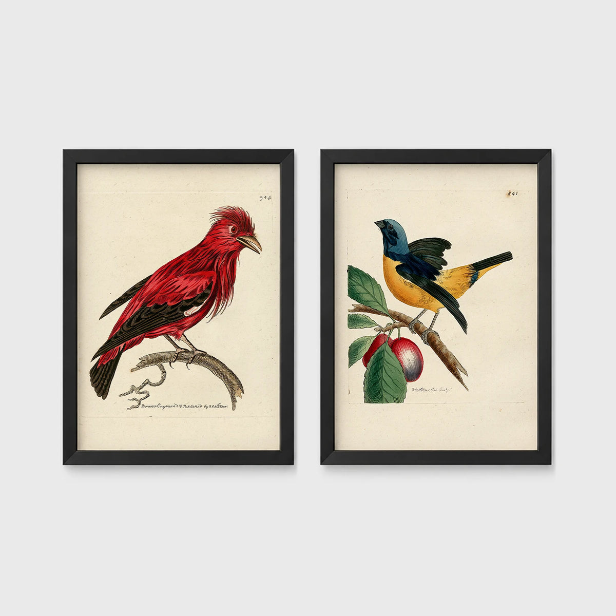 Set of 2 framed prints, antique naturalist bird illustrations: a red chatterer perched on a branch; and a blue and yellow manakin on a fruiting branch — unframed
