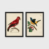 Set of 2 framed prints, antique naturalist bird illustrations: a red chatterer perched on a branch; and a blue and yellow manakin on a fruiting branch — unframed